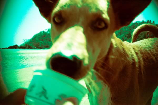 icecream-dog