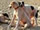 dogs