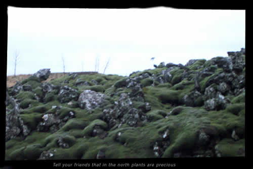 hrislur2