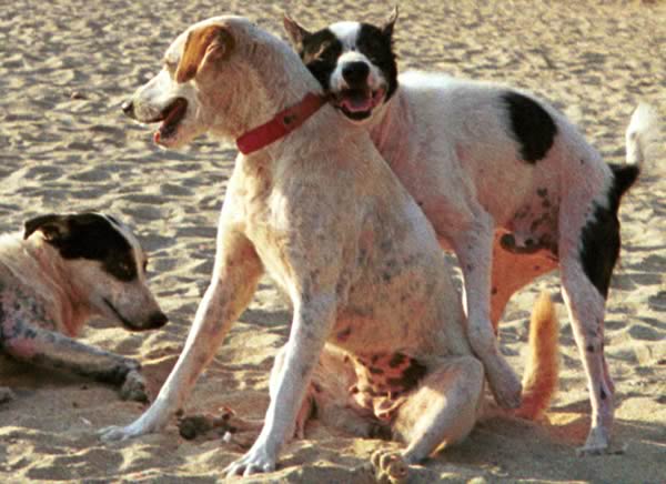 dogs