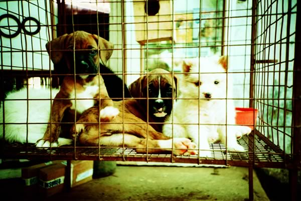 puppies