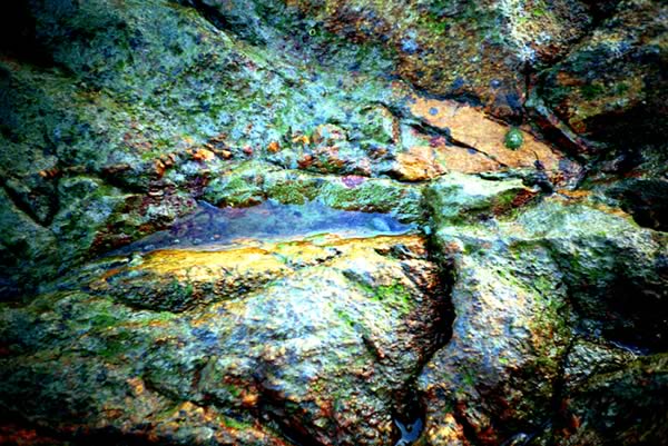 rockpool