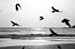 bw crows