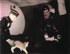 Floating cats 1