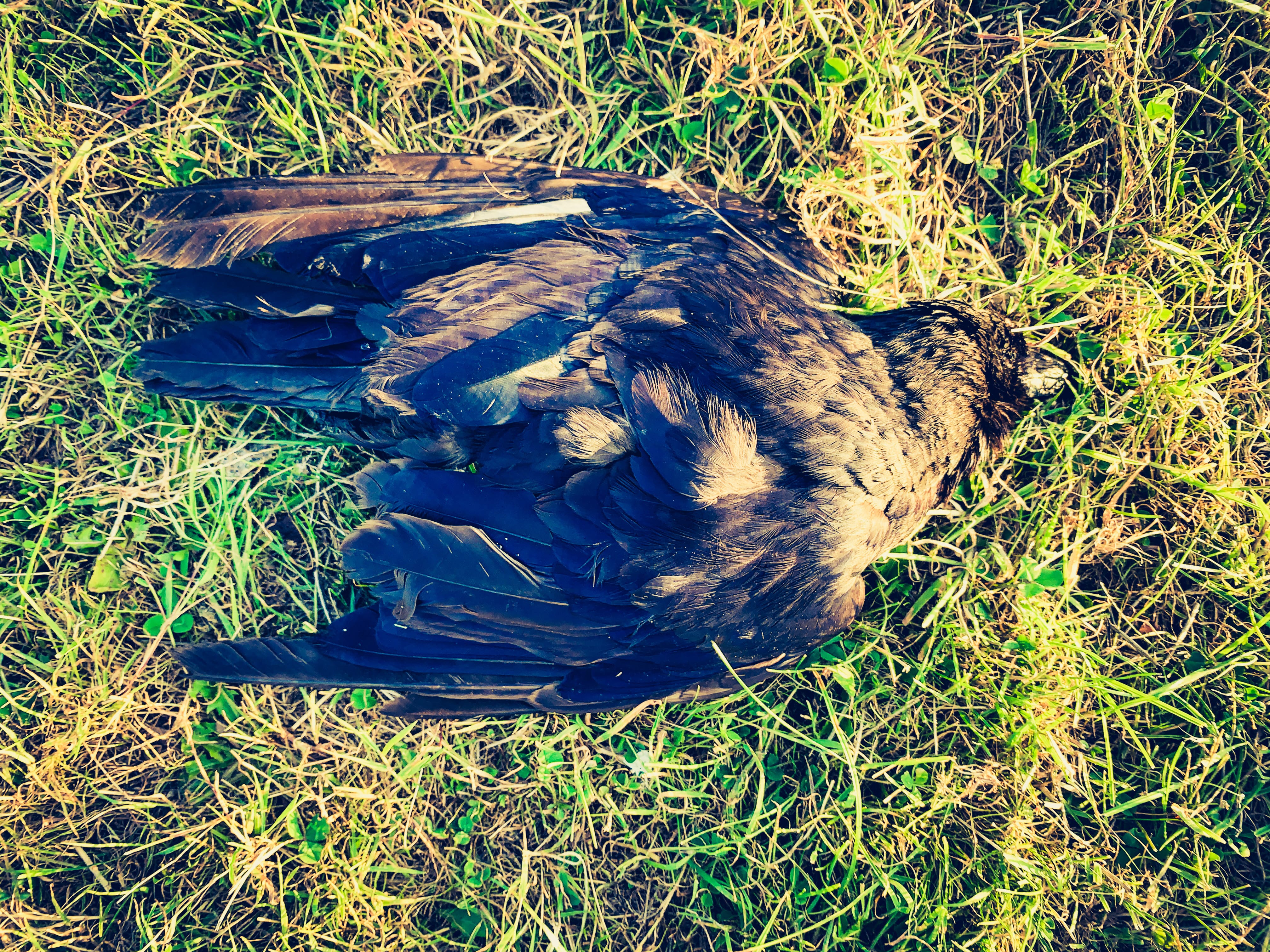 A seemingly dead crow